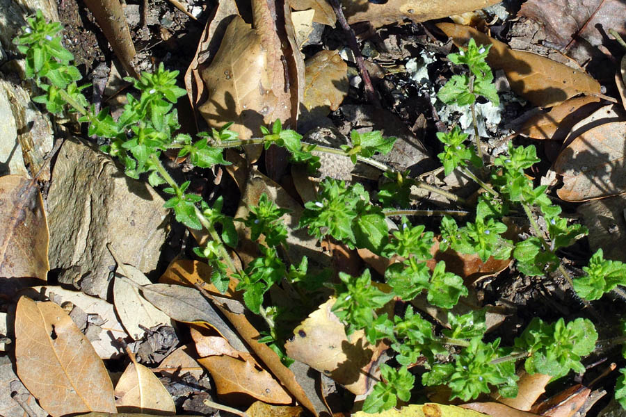 Veronica arvensis